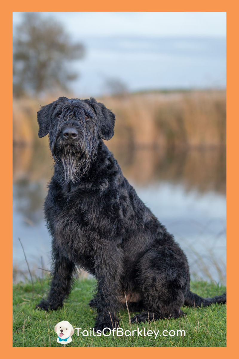 Illustration of Largest Hypoallergenic Breeds For Homes