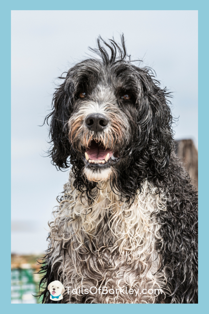 Illustration of Largest Hypoallergenic Breeds For Homes