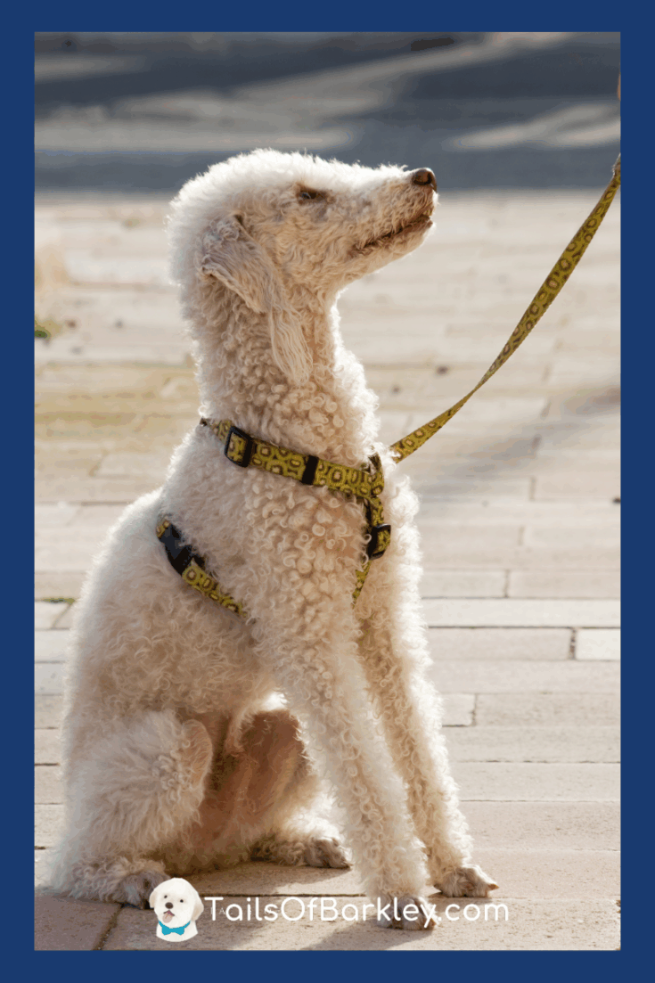 Bedlington Terrier is a lamb like large dog